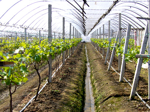 �c(di��n)���鿴Ԕ��(x��)��Ϣ��(bi��o)�}���������ѵι܎� ��x�Δ�(sh��)��4262